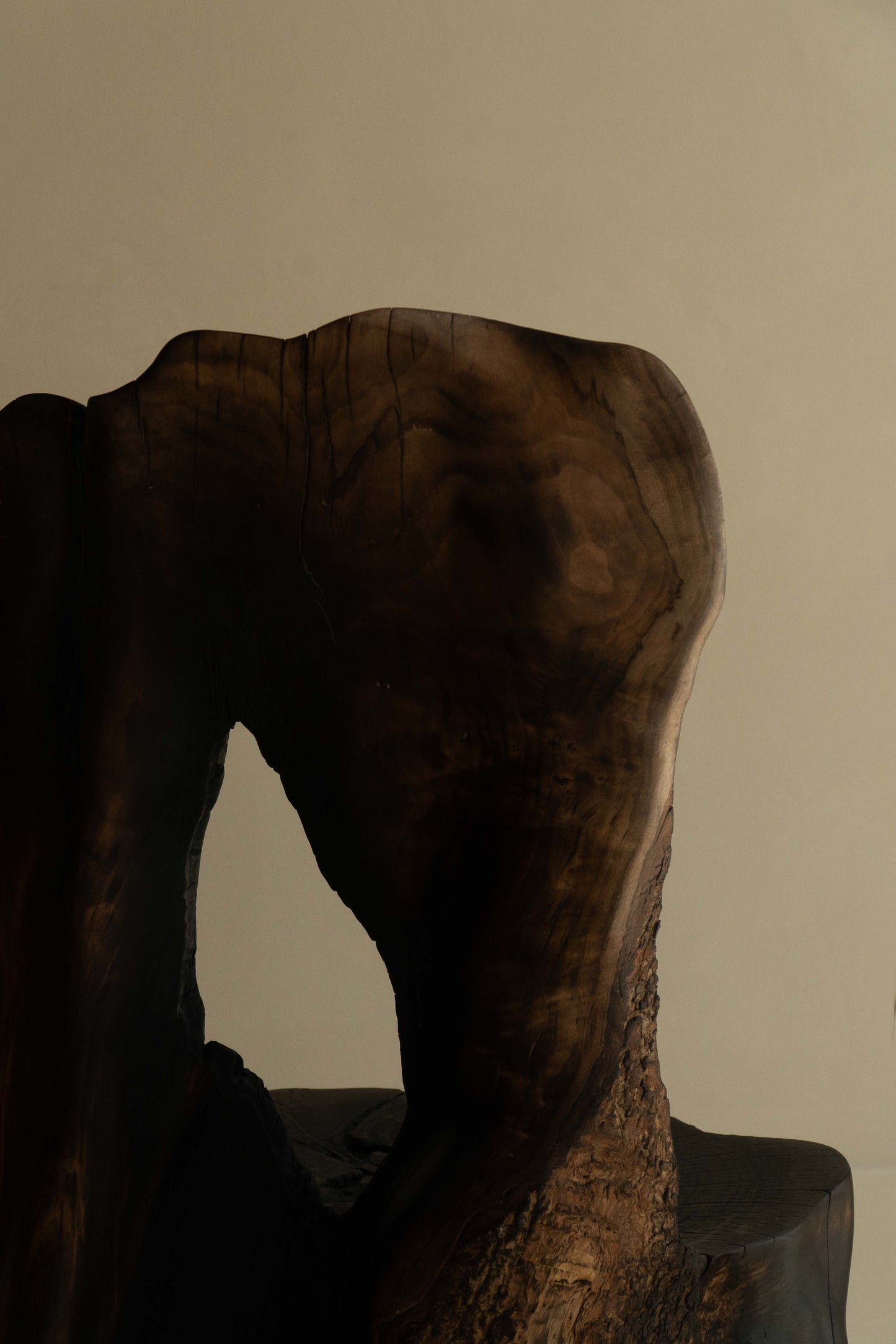 L’OMBRE D'UN ARBRE