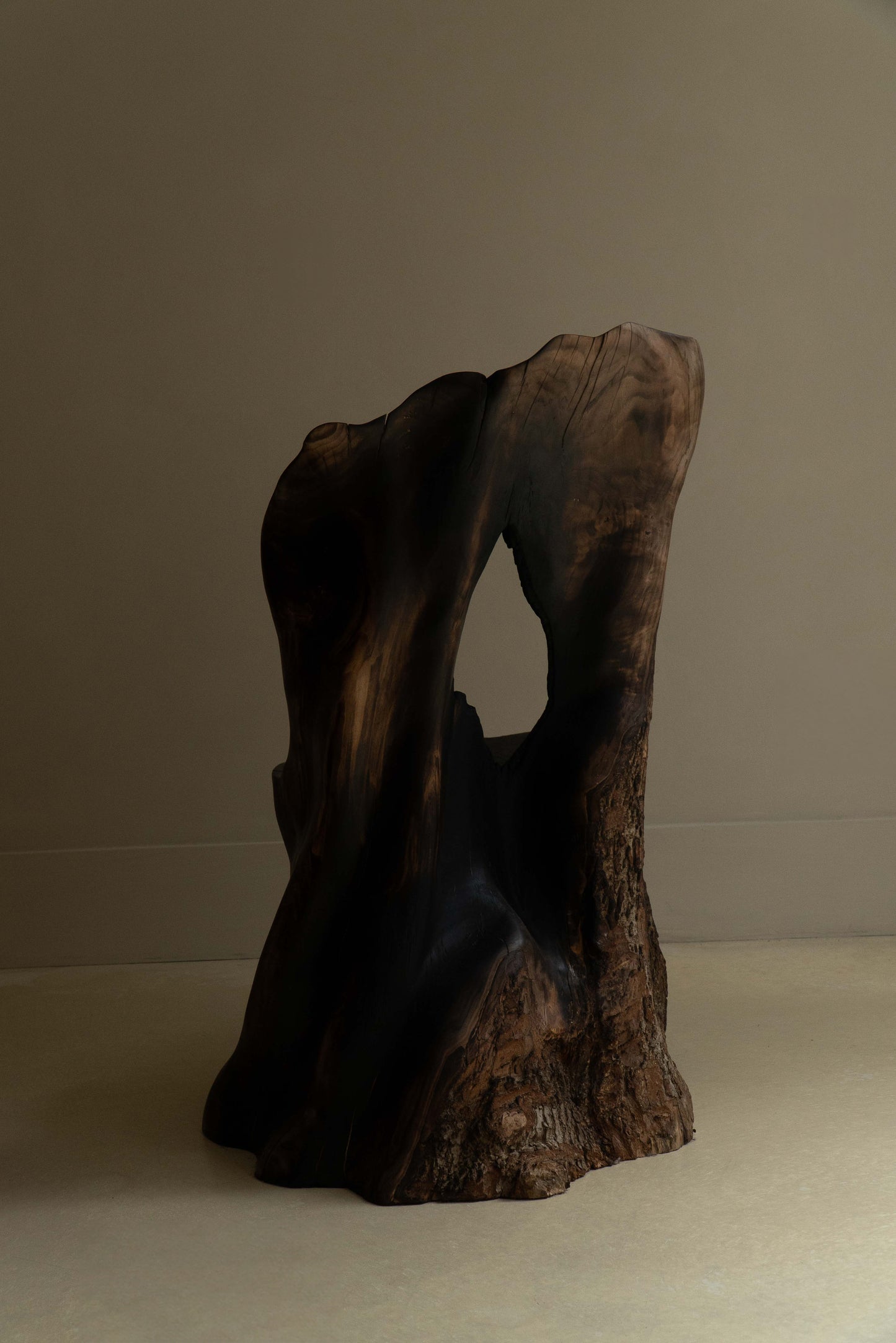 L’OMBRE D'UN ARBRE