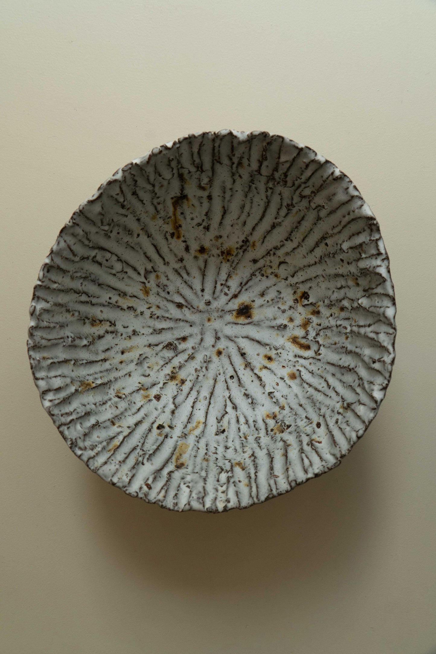 COUPE FOSSILE