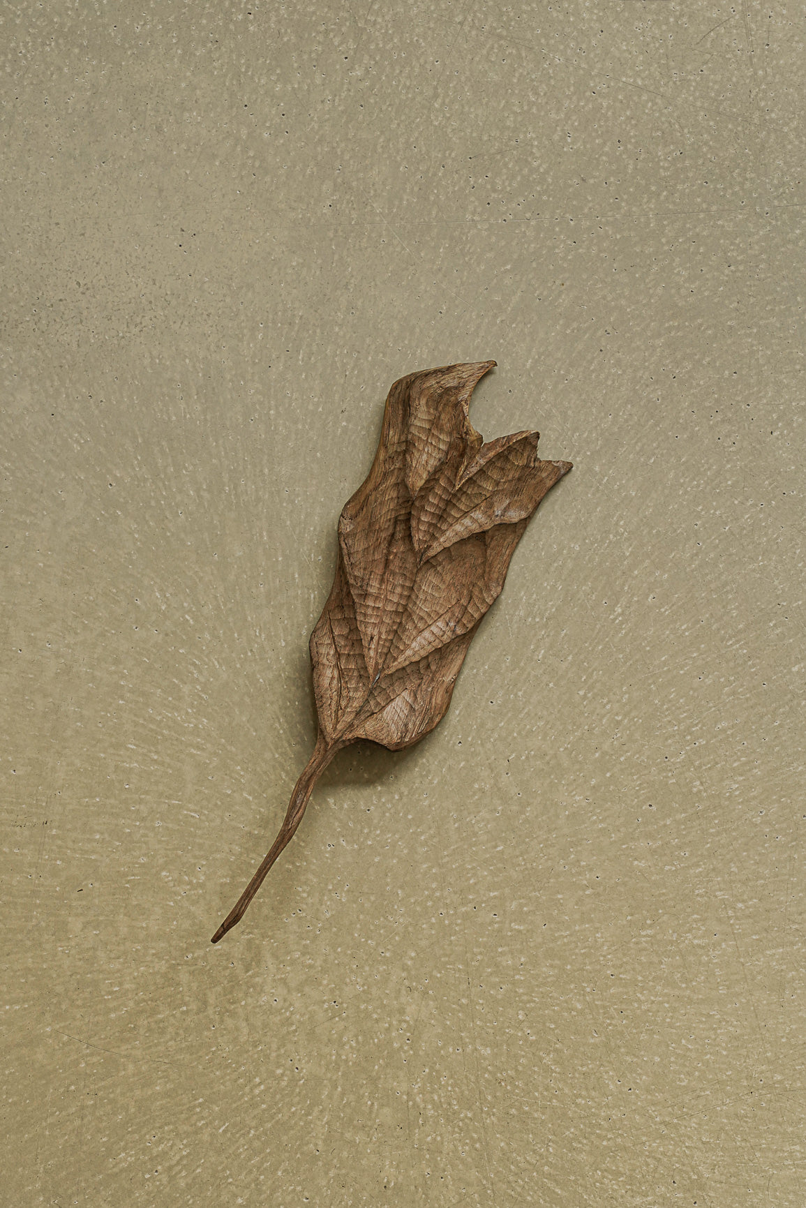 FEUILLE
