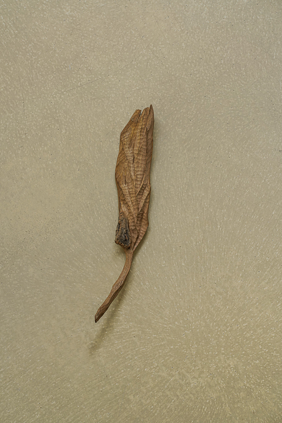 FEUILLE