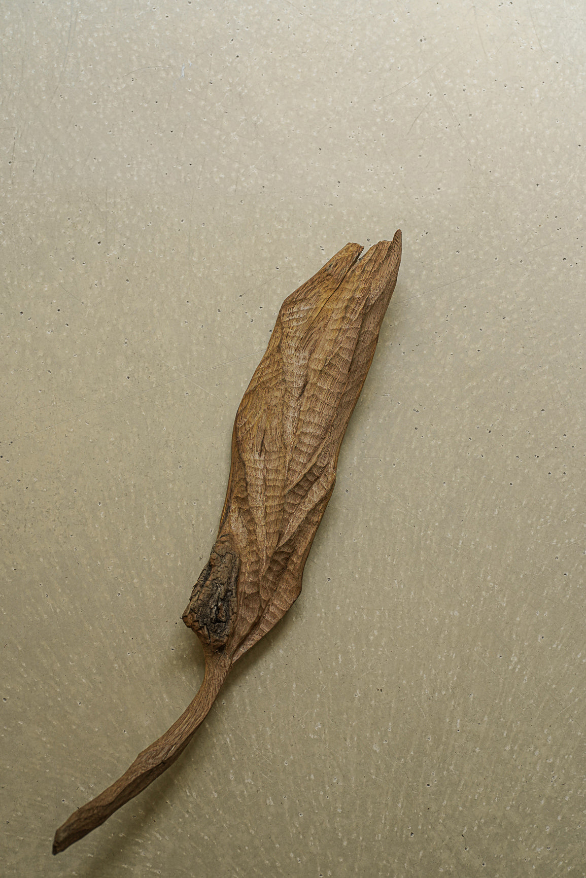 FEUILLE